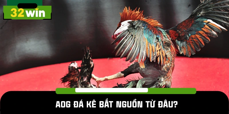 Đá gà AOG có xuất xứ ở đâu?