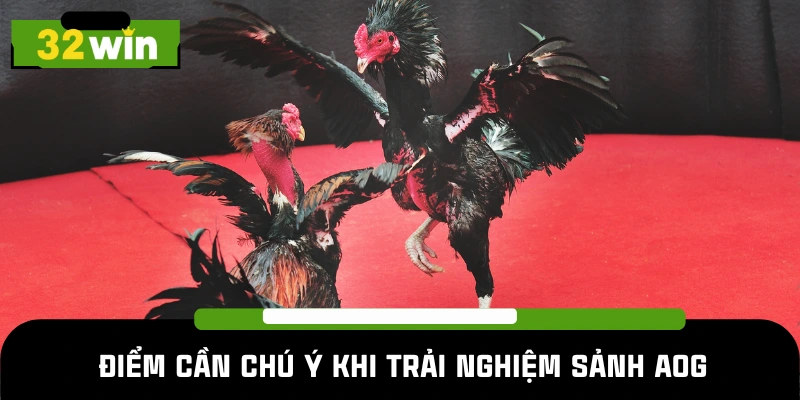 Lưu ý quan trọng khi chơi sảnh đá gà AOG 