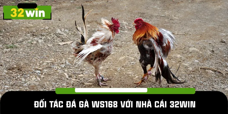 Tại sao nhà cái lại hợp tác với đá gà WS168 
