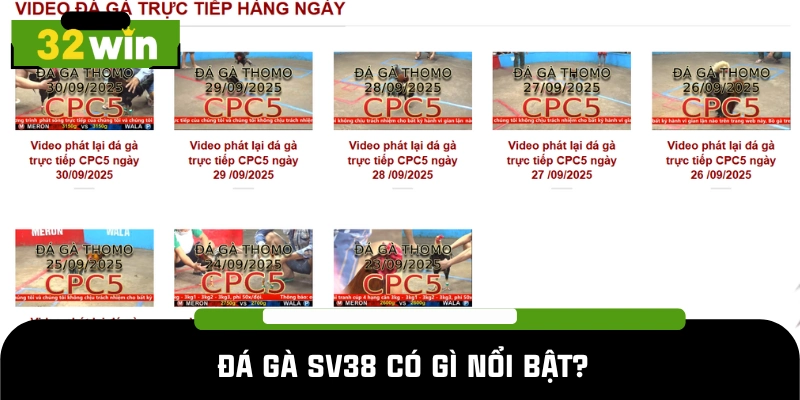 Sức hút đặc biệt từ đá gà SV38 có gì?