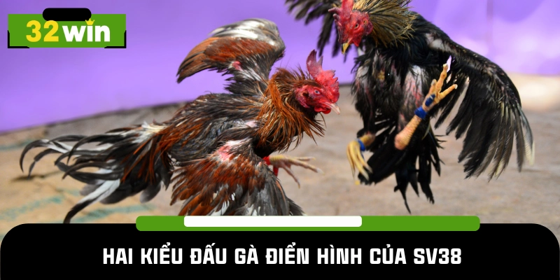 Các kiểu đấu kê nổi bật tại đá gà SV38